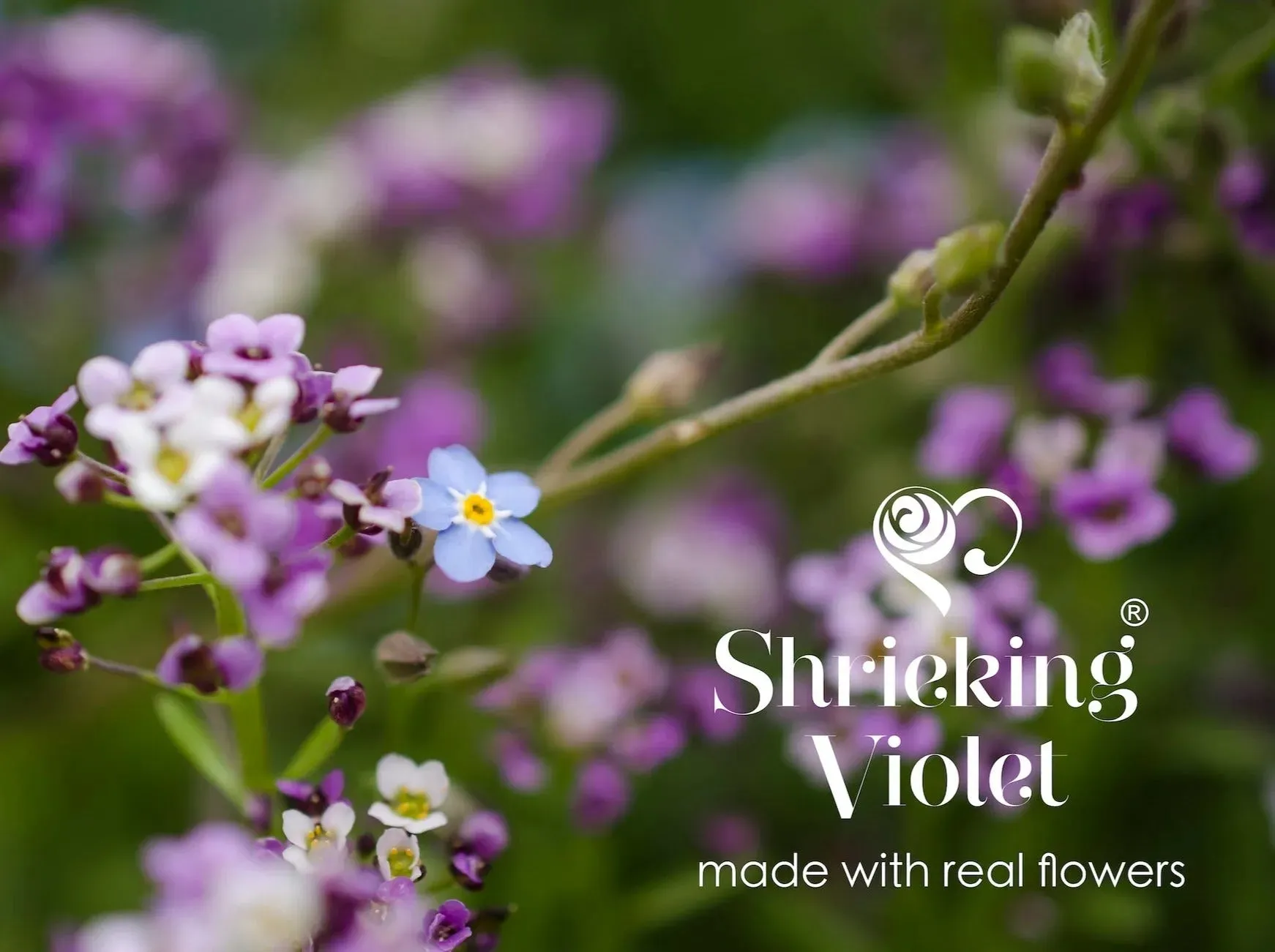 Silver Oval Brooch with real Forget-Me-Not flowers  by Shrieking Violet®