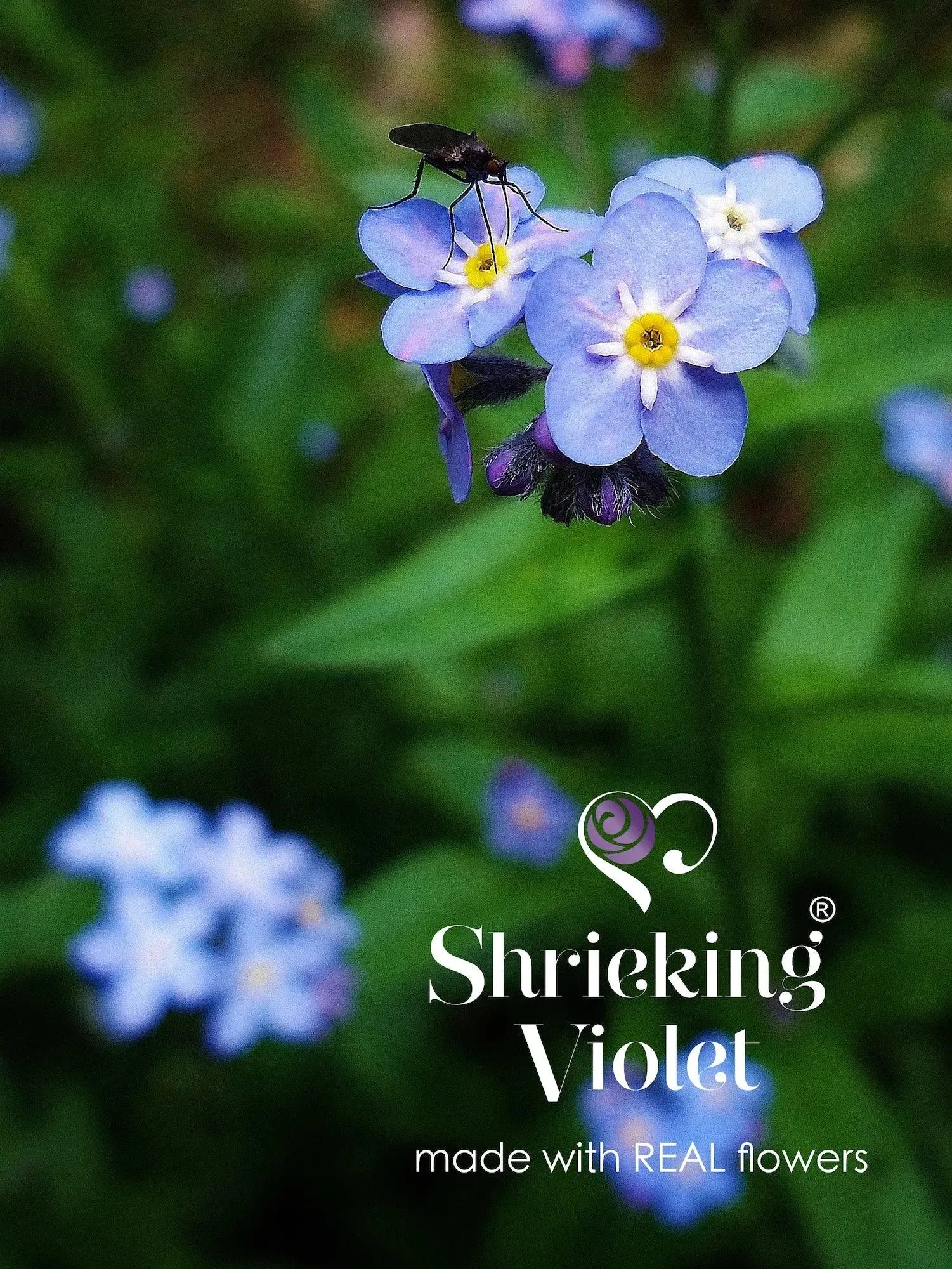 Silver Oval Brooch with real Forget-Me-Not flowers  by Shrieking Violet®