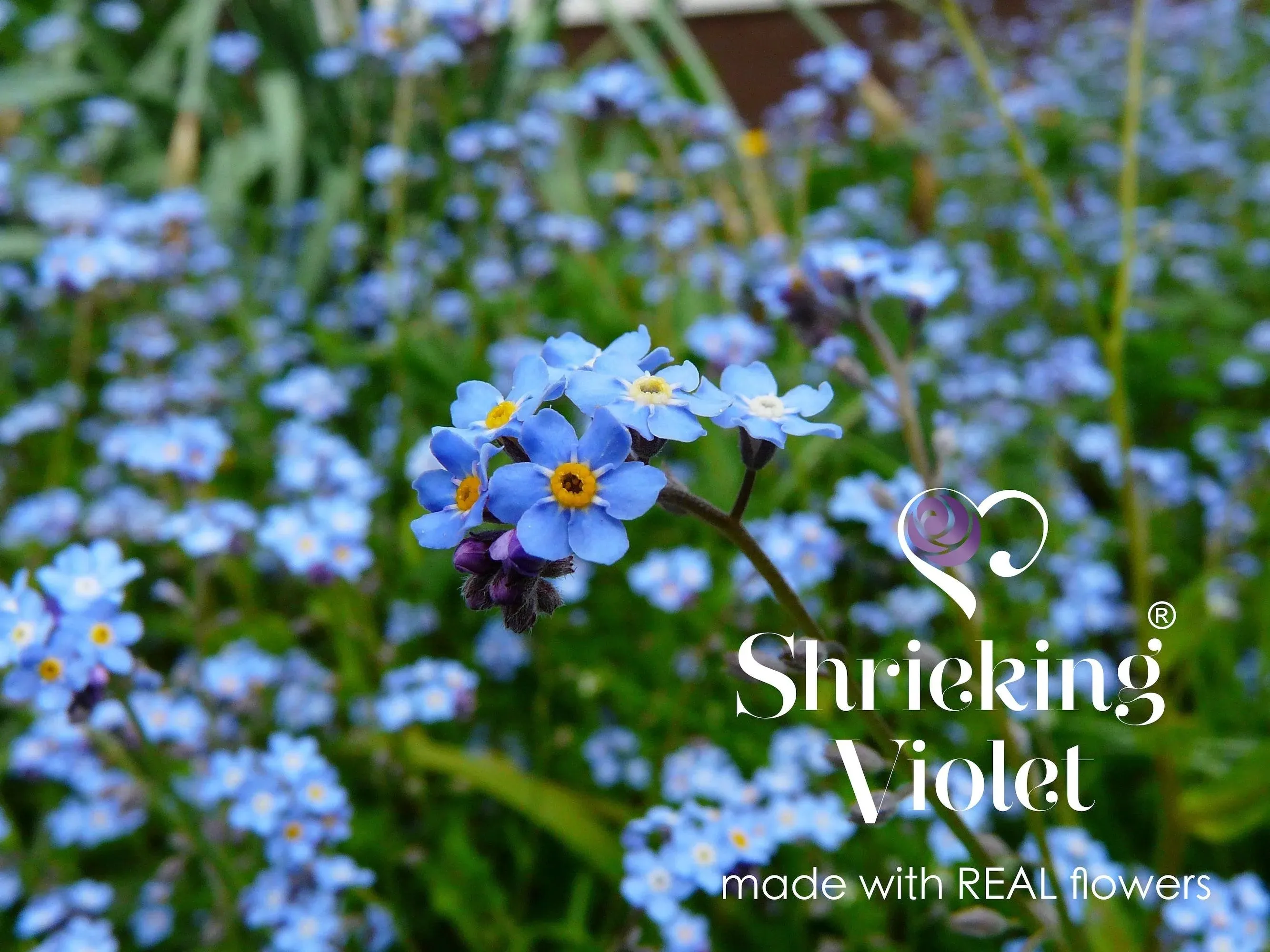 Silver Oval Brooch with real Forget-Me-Not flowers  by Shrieking Violet®